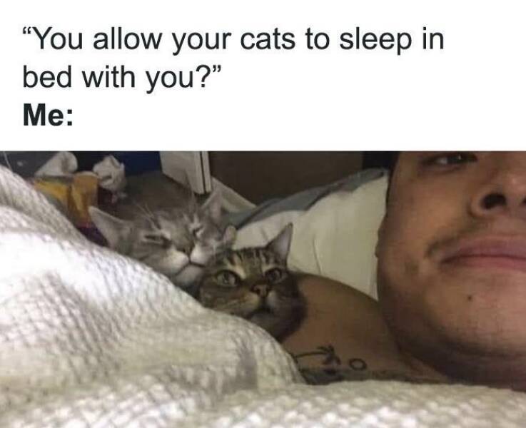 Purrfectly Hilarious: Memes For Cat Enthusiasts