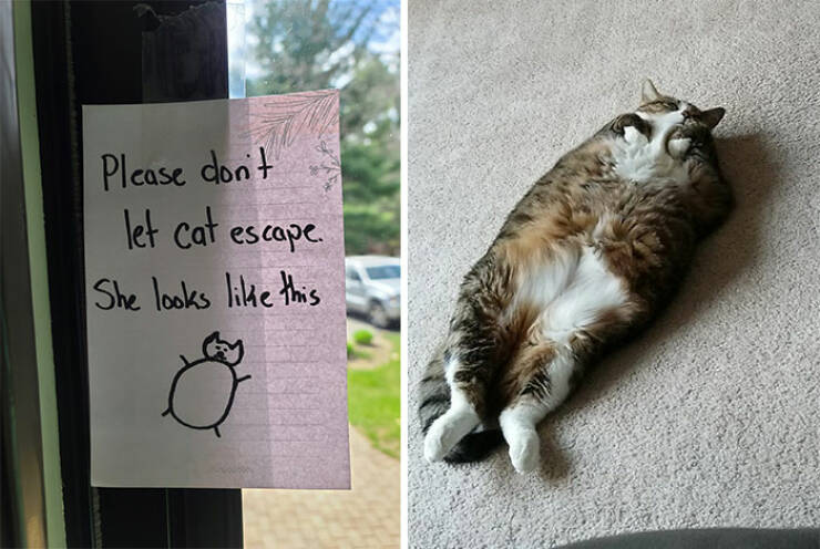 Purrfectly Hilarious: Memes For Cat Enthusiasts