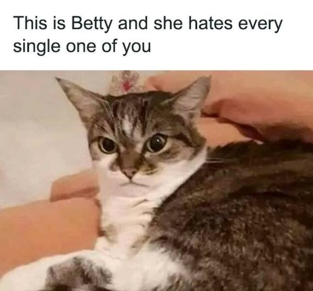 Purrfectly Hilarious: Memes For Cat Enthusiasts