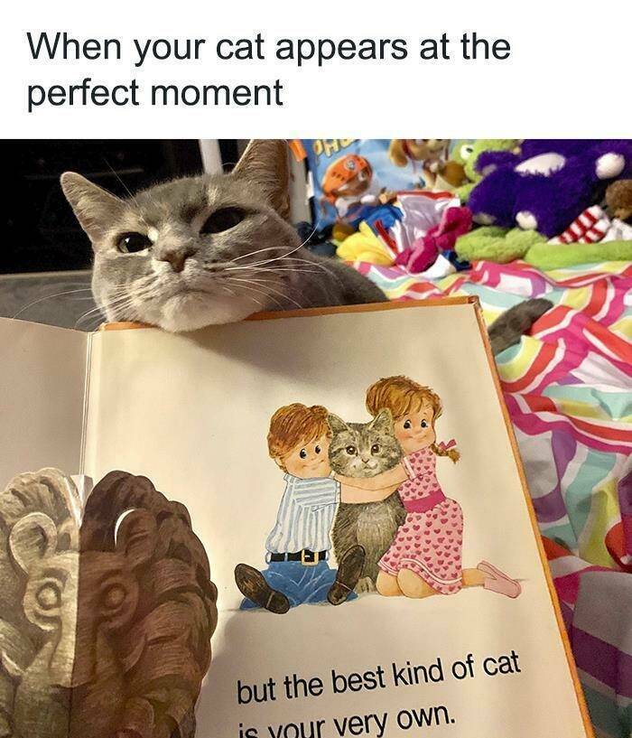 Purrfectly Hilarious: Memes For Cat Enthusiasts