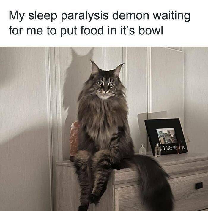 Purrfectly Hilarious: Memes For Cat Enthusiasts