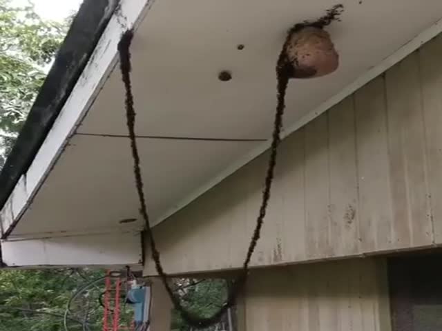 An Army Of Ants Builds A Bridge To Invade A Hornets Nest