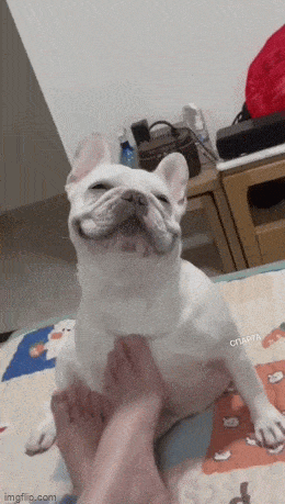 Daily Gifdump [WEEKEND EDITION]
