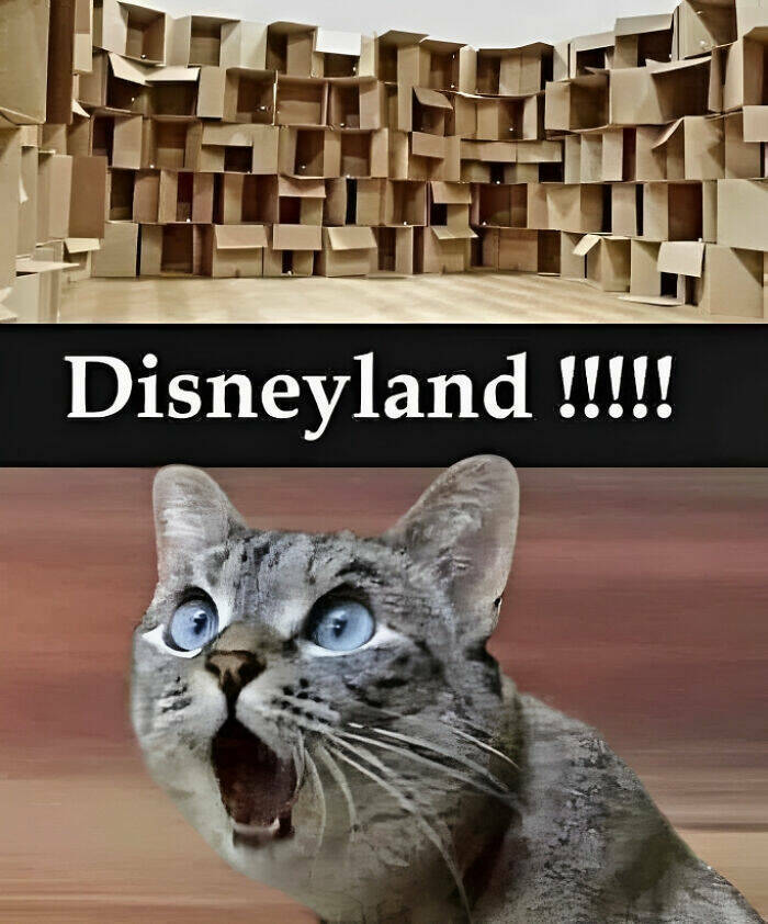 Good-Natured Humor: Polite Memes That Bring Smiles