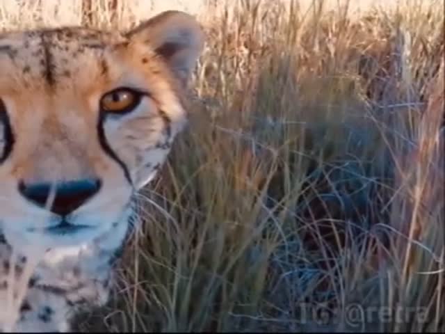 Mother Cheetah Introduces The Photographer To Her Little Cubs