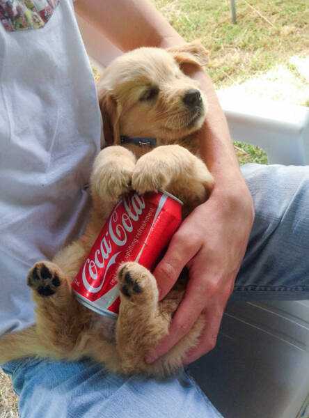 Keeping Cool: Adorable Pets Battling The Heat