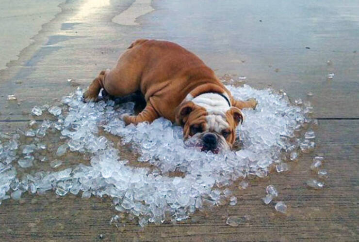 Keeping Cool: Adorable Pets Battling The Heat
