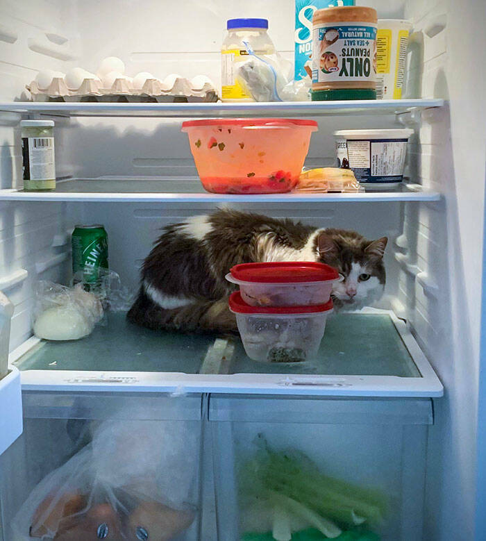 Keeping Cool: Adorable Pets Battling The Heat