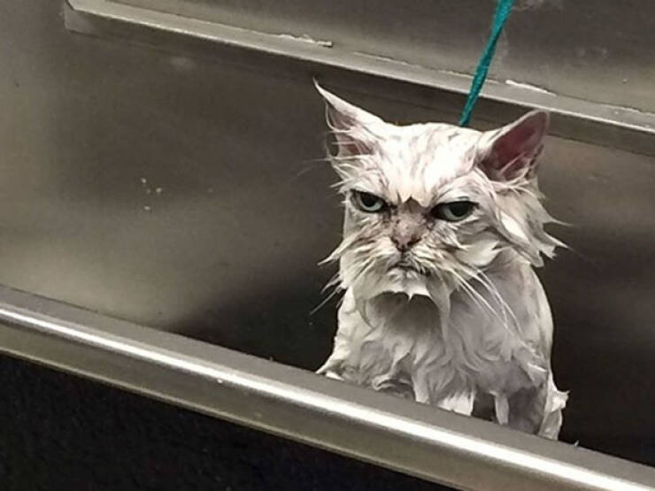 Furiously Cute: Animals Expressing Their Anger