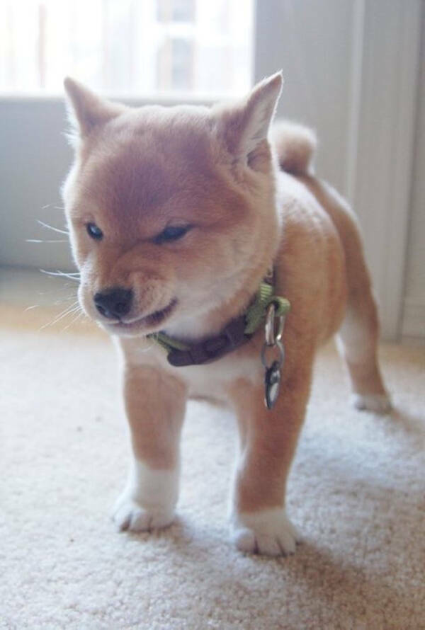 Furiously Cute: Animals Expressing Their Anger