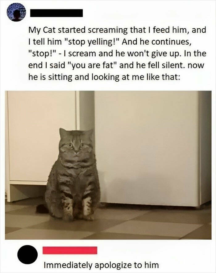 Cat Memes Thatll Make You Want To Tag Your Feline Friend