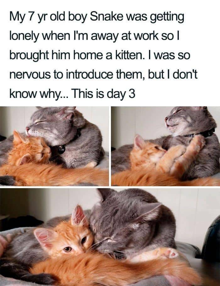 Cat Memes Thatll Make You Want To Tag Your Feline Friend
