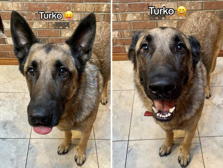 Dogs React To Good Boy/Girl On TikTok