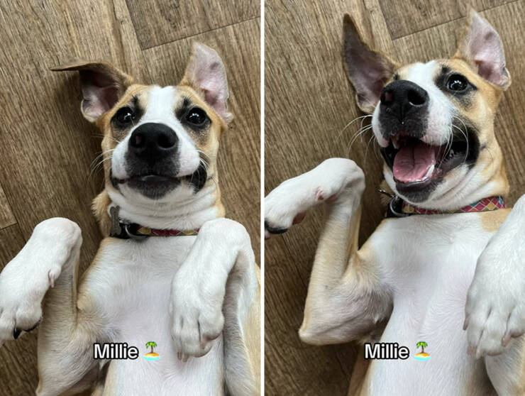 Dogs React To Good Boy/Girl On TikTok