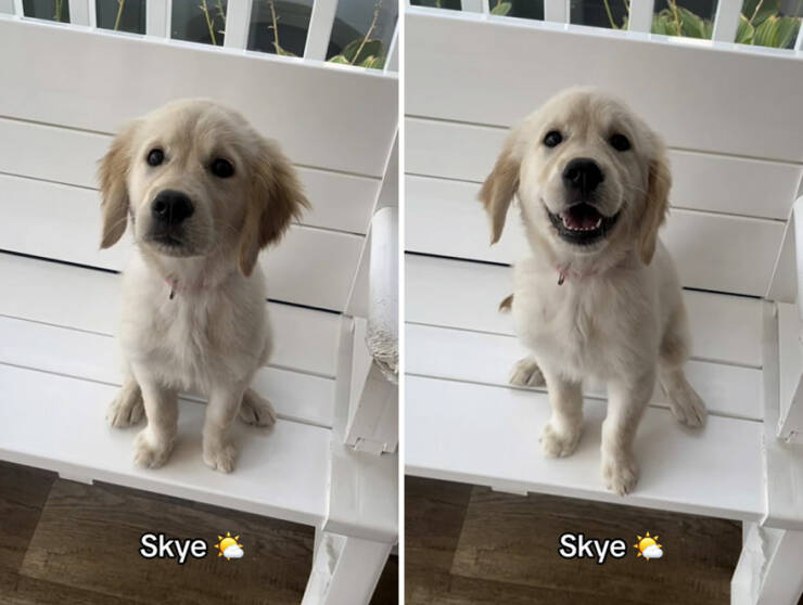 Dogs React To Good Boy/Girl On TikTok