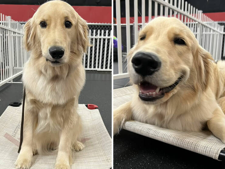 Dogs React To Good Boy/Girl On TikTok