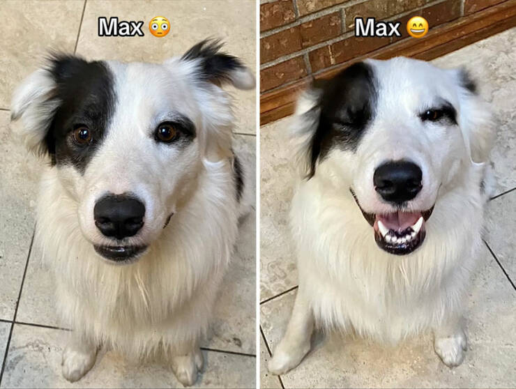 Dogs React To Good Boy/Girl On TikTok