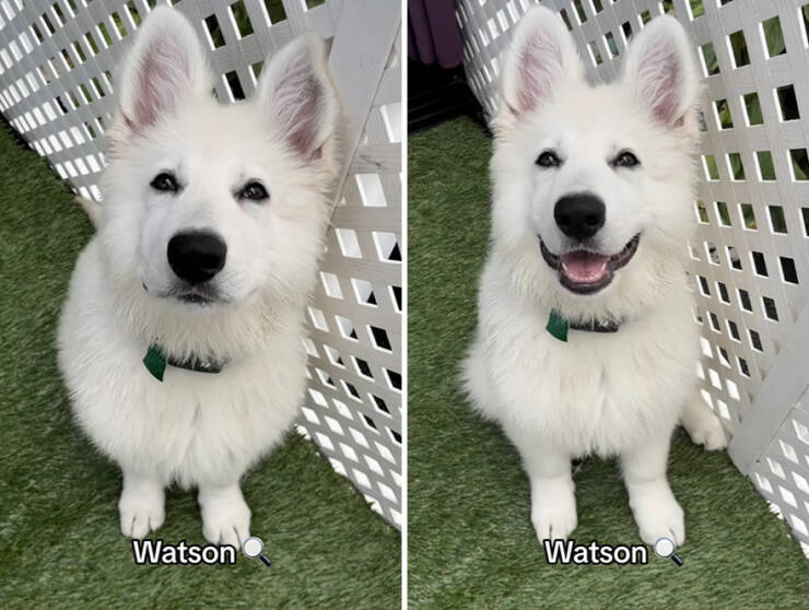 Dogs React To Good Boy/Girl On TikTok