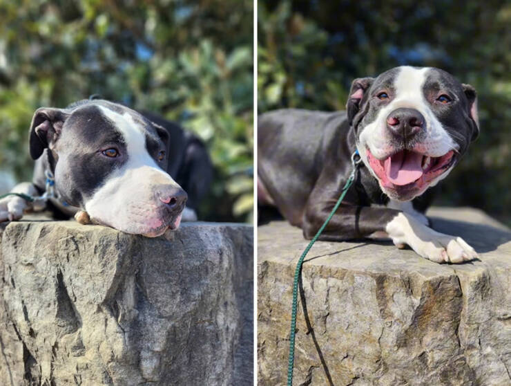 Dogs React To Good Boy/Girl On TikTok