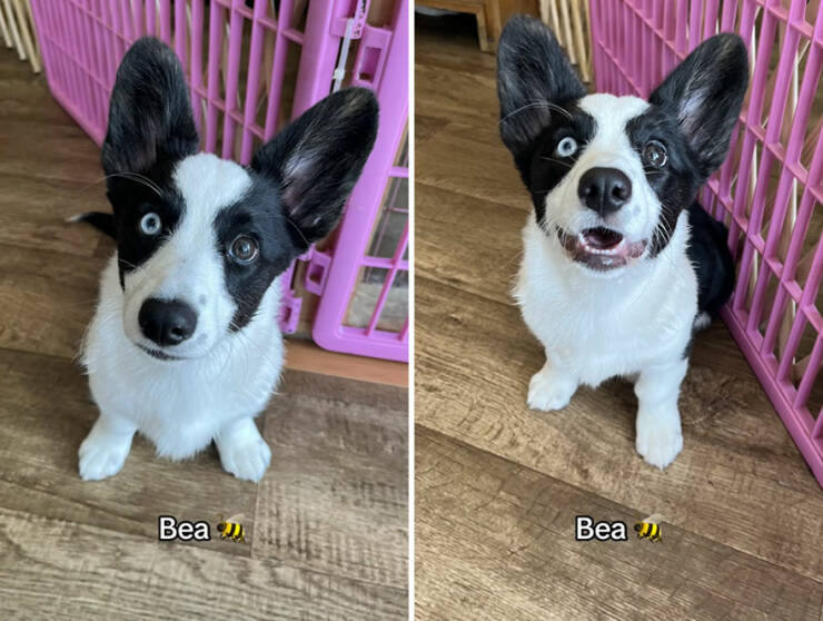 Dogs React To Good Boy/Girl On TikTok