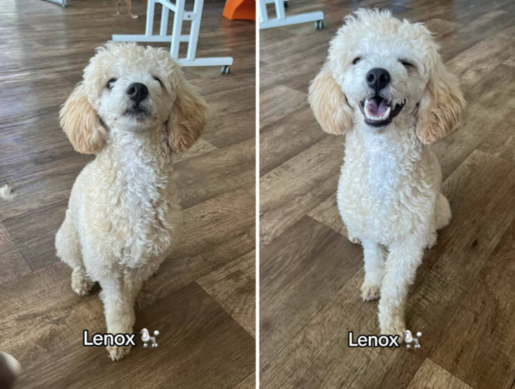 Dogs React To Good Boy/Girl On TikTok