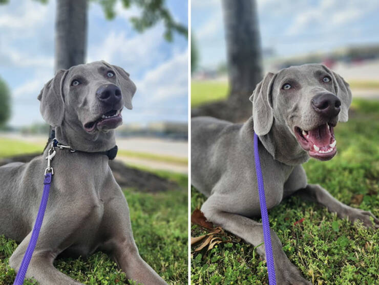 Dogs React To Good Boy/Girl On TikTok