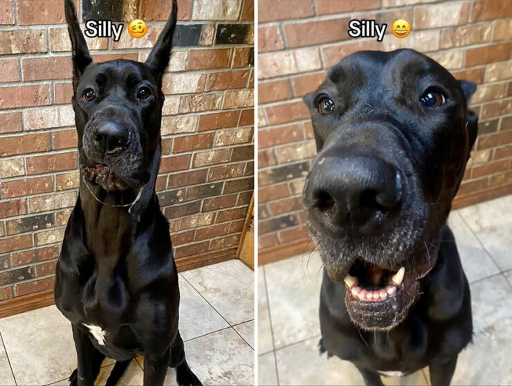 Dogs React To Good Boy/Girl On TikTok