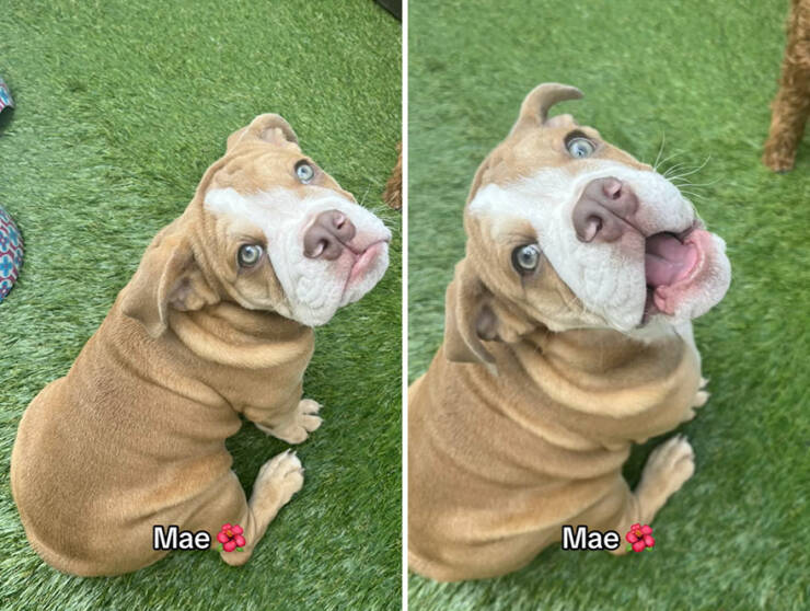 Dogs React To Good Boy/Girl On TikTok