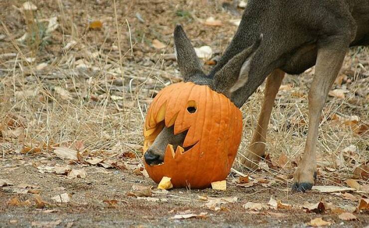 Daily Picdump