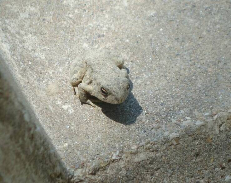 Perfect Camouflage: Things That Left Us Double-Taking