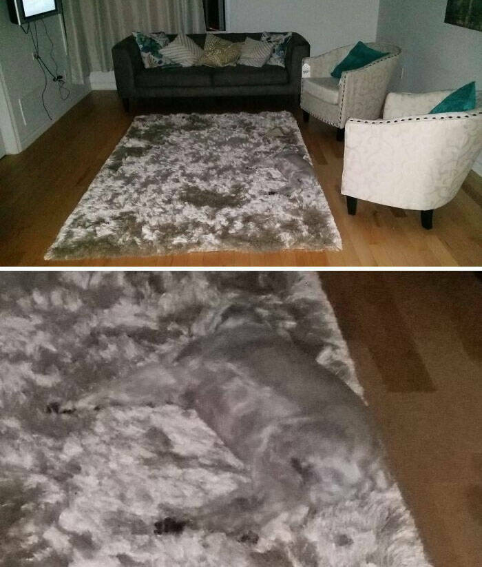 Perfect Camouflage: Things That Left Us Double-Taking