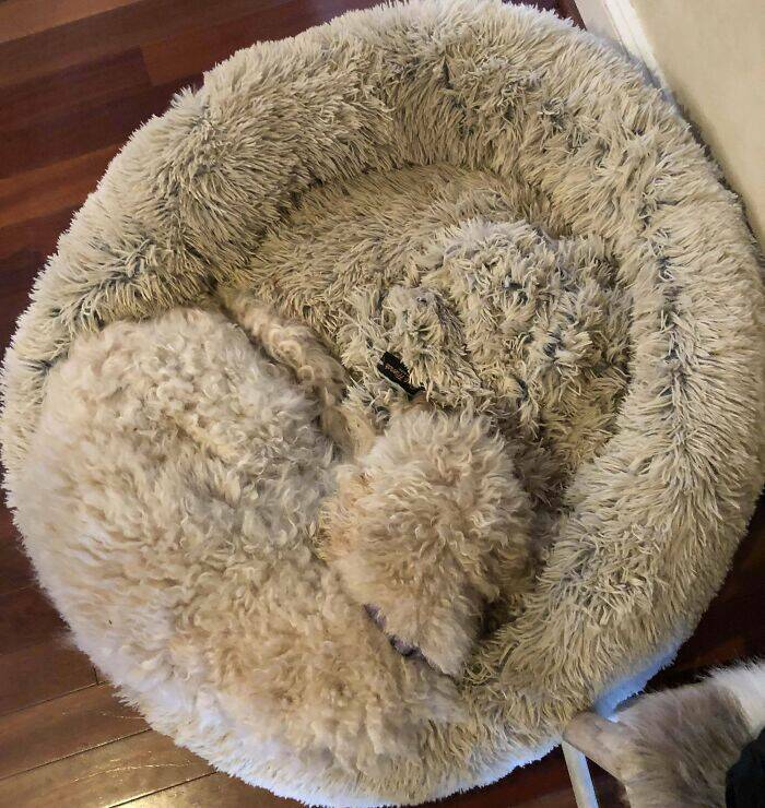 Perfect Camouflage: Things That Left Us Double-Taking