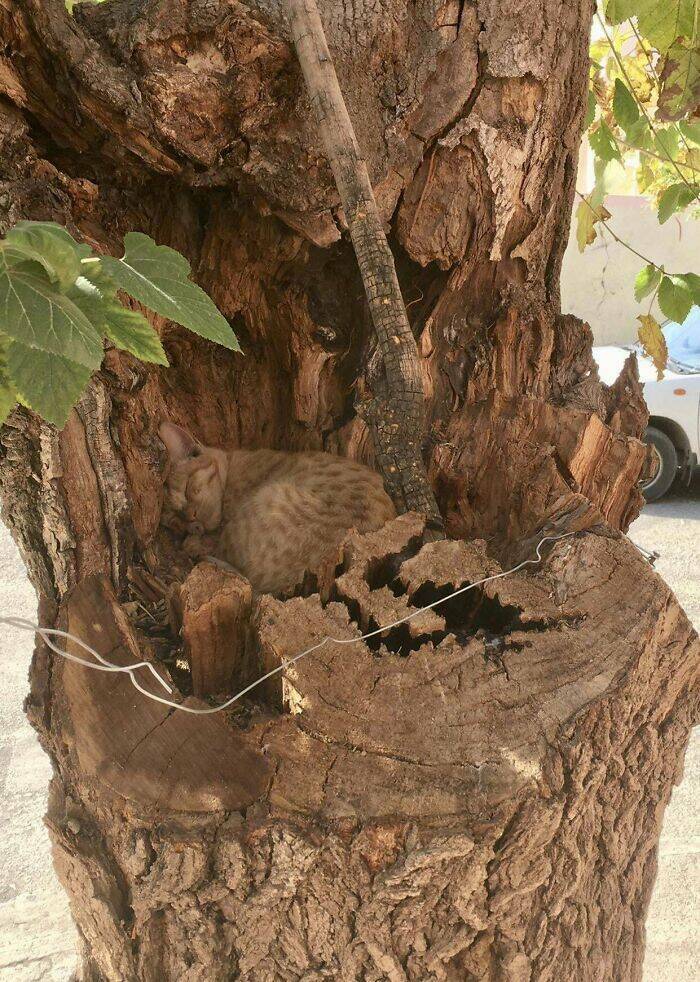 Perfect Camouflage: Things That Left Us Double-Taking
