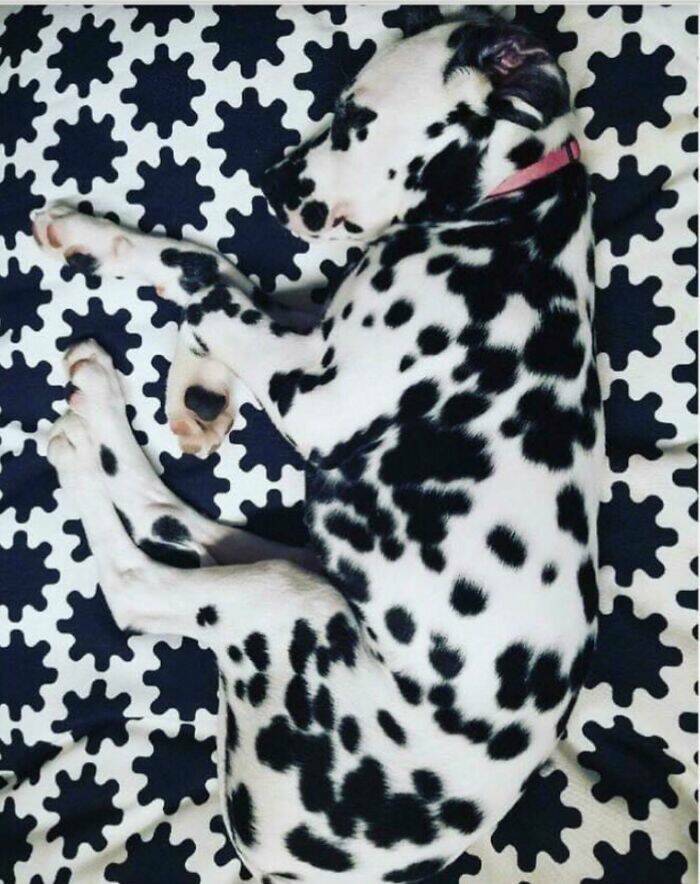 Perfect Camouflage: Things That Left Us Double-Taking