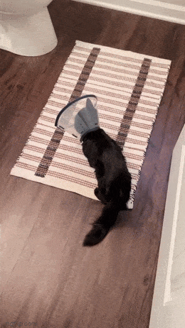 Daily Gifdump