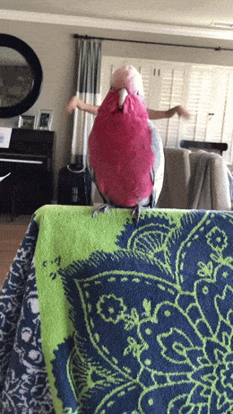 Daily Gifdump
