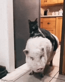 Morning Gifdump