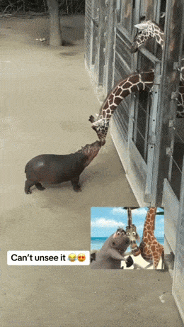 Morning Gifdump