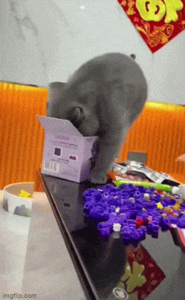 Morning Gifdump