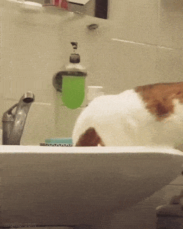 Morning Gifdump