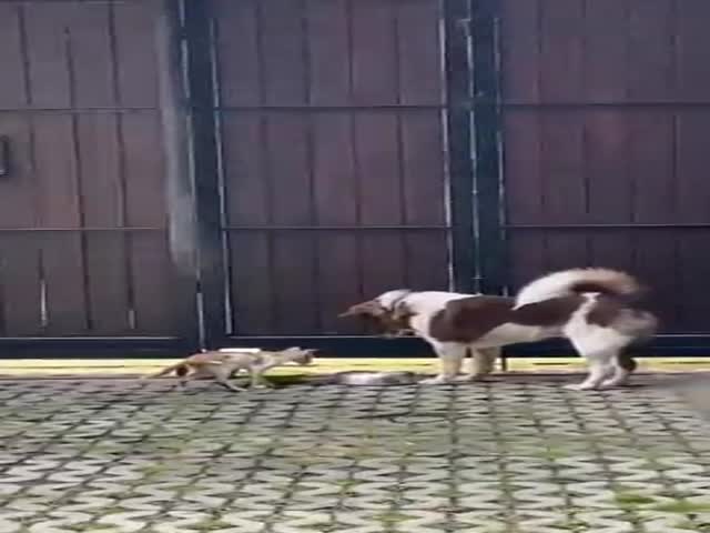 A Good Boy Gave His Food To A Hungry Stray Kitten