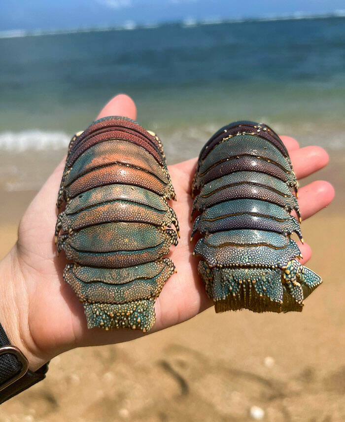 Unexpected Beach Bounty: Stories Of The Most Intriguing Finds