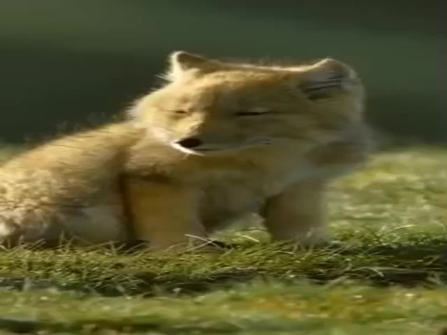 Tibetan Fox And Her Cubs