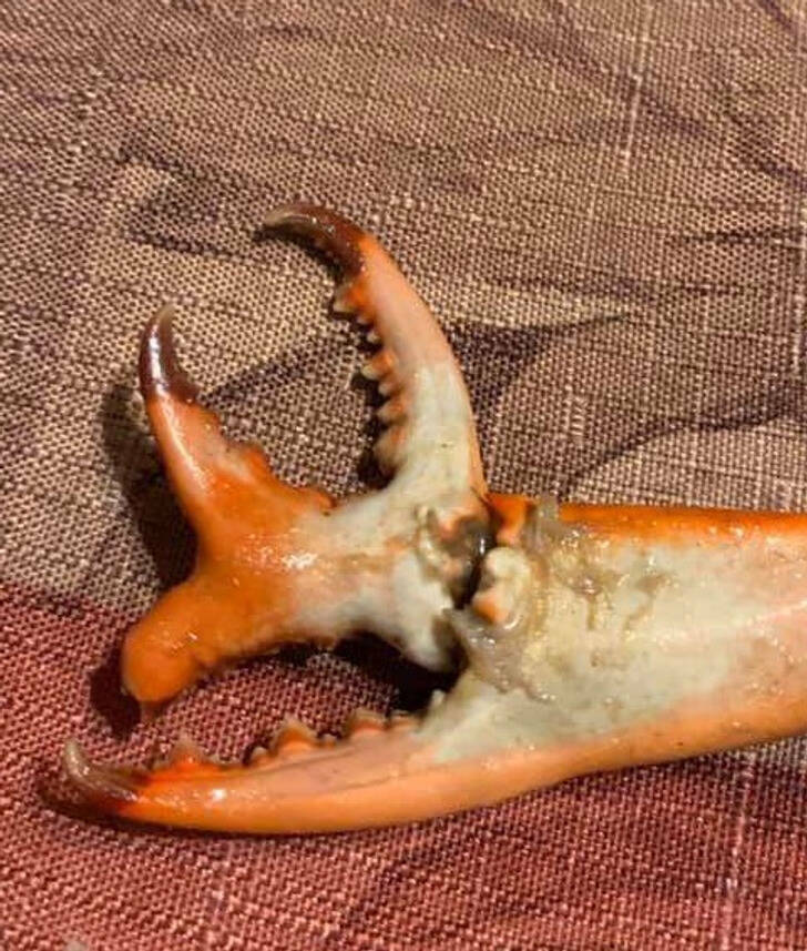 Discoverers Extraordinaire: People Who Uncovered Astonishing Finds Discoverers Extraordinaire: People Who Uncovered Astonishing Finds