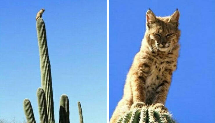 Surprising Desert Discoveries: Unusual Pictures