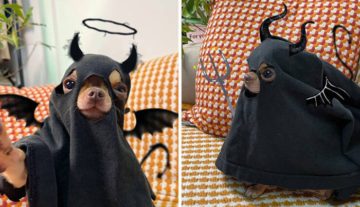 Times Pets Nailed Halloween Costumes: A Furry Fashion Show