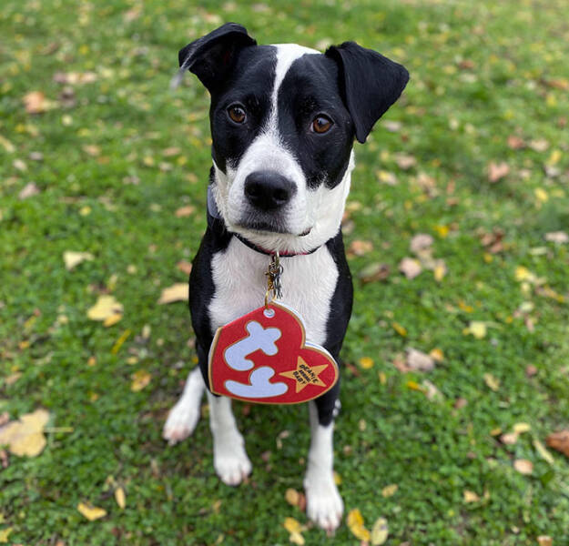 Times Pets Nailed Halloween Costumes: A Furry Fashion Show