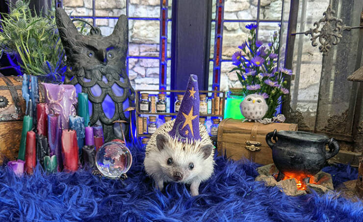 Times Pets Nailed Halloween Costumes: A Furry Fashion Show