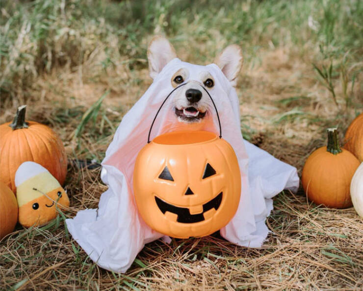 Times Pets Nailed Halloween Costumes: A Furry Fashion Show