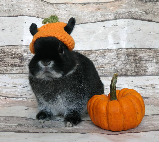 Times Pets Nailed Halloween Costumes: A Furry Fashion Show